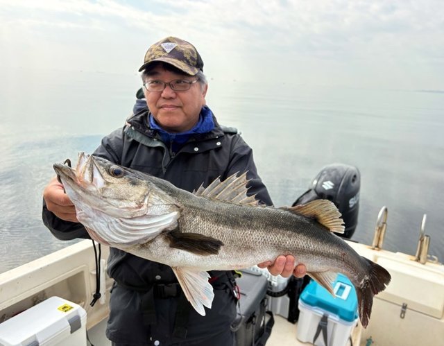 シーバス(スズキ)