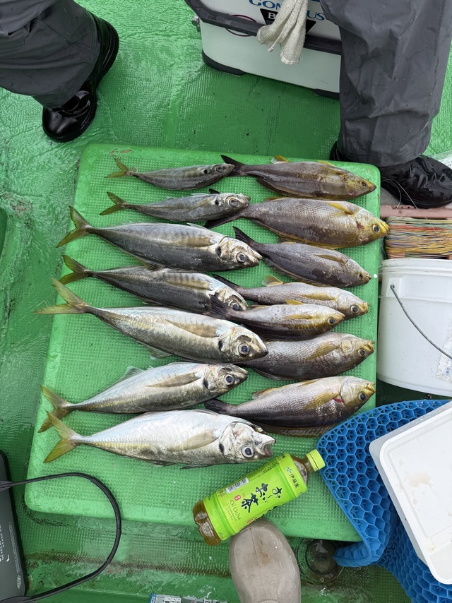 マアジ・イサギ(イサキ)