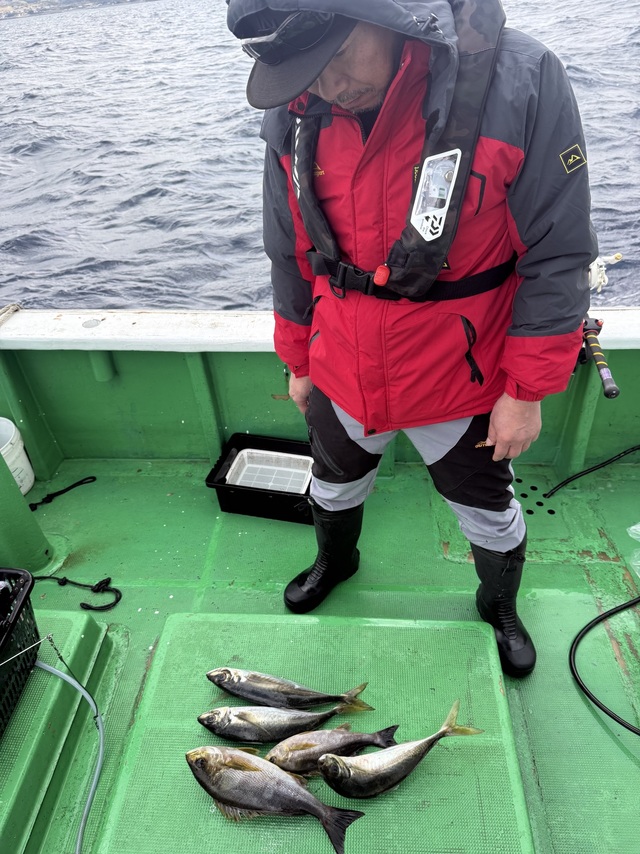 マアジ・イサギ(イサキ)