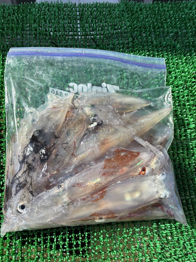 マルイカ(ケンサキイカ)