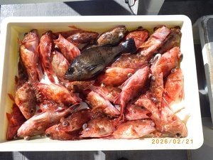 カサゴ・メバル