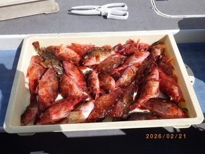 カサゴ・メバル
