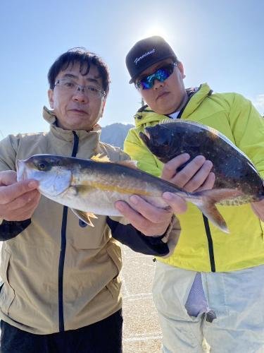 カンパチ・ヒラメ