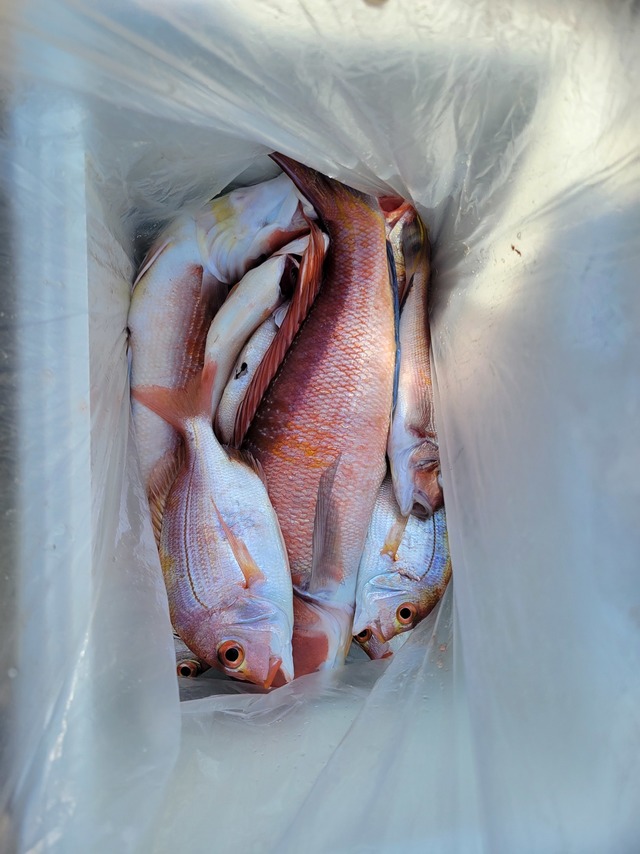 アマダイ(アカアマダイ)