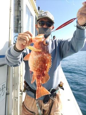 ガシラ(カサゴ)