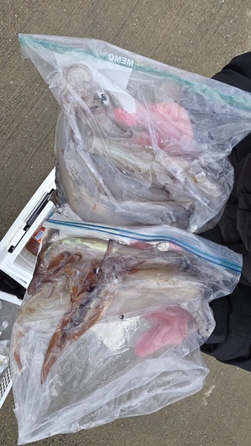 ヤリイカ・スルメイカ