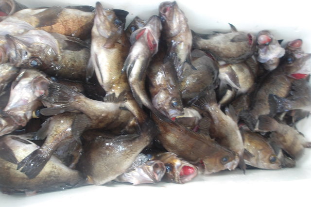 メバル(ウスメバル)