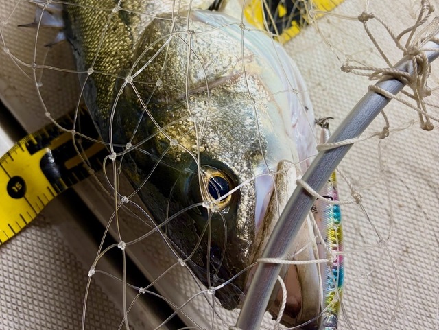 シーバス(スズキ)