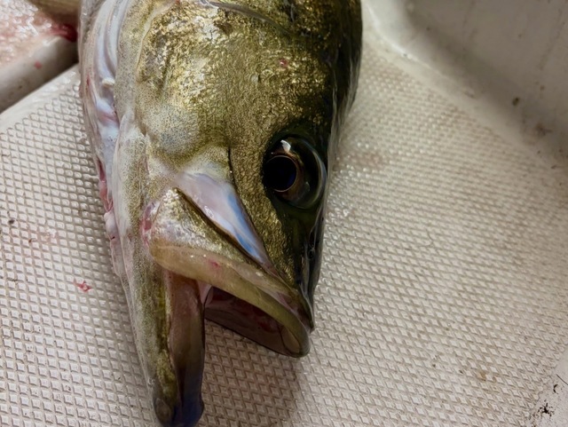 シーバス(スズキ)