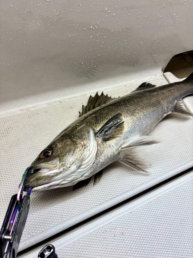 シーバス(スズキ)