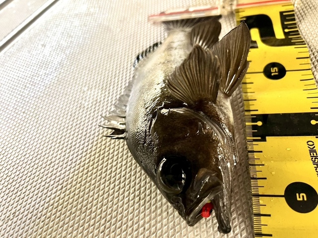 クロメバル(メバル)