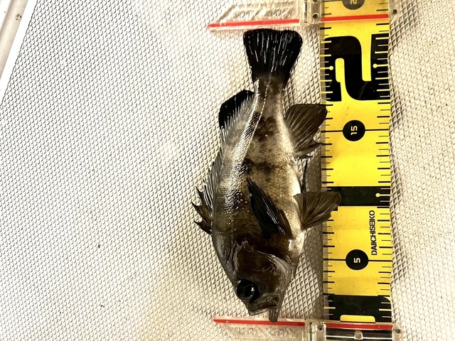 クロメバル(メバル)