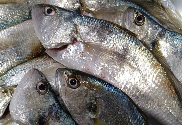 イシモチ(シログチ)