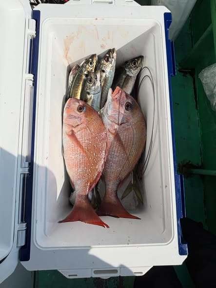 マダイ・アジ(マアジ)