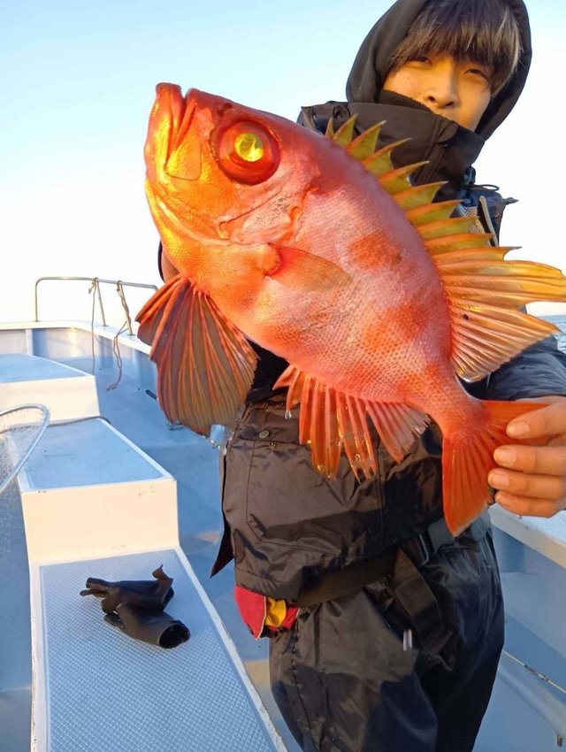 キントキ(チカメキントキ)