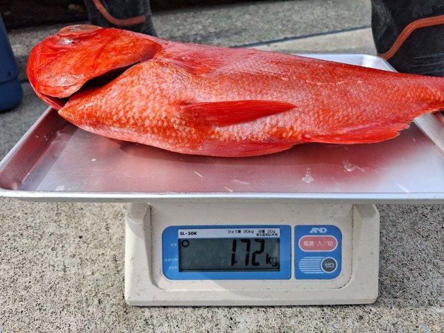 キンメ(キンメダイ)