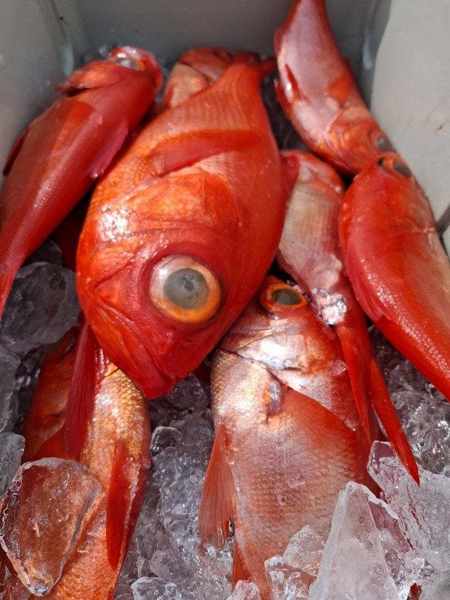 キンメ(キンメダイ)