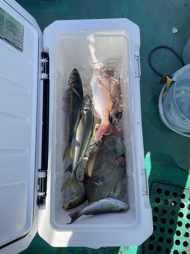 マダイ・マアジ・ウマヅラ(ウマヅラハギ)