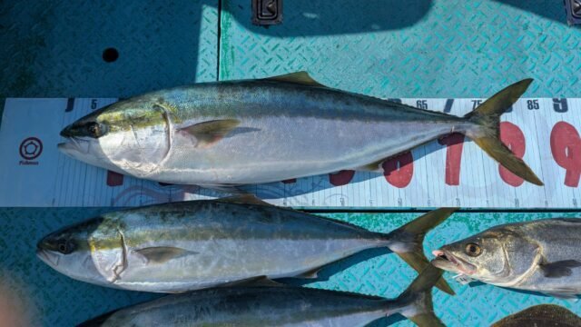 ブリ・ワラサ(ブリ)