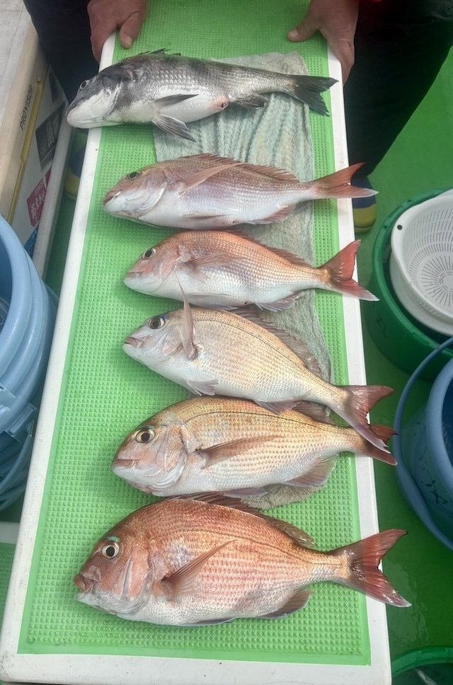 マダイ・クロダイ