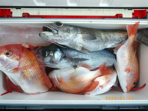 アジ(マアジ)・アマダイ(アカアマダイ)・クロムツ