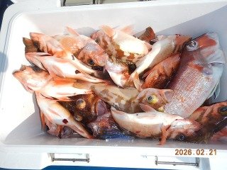 オキメバル(ウスメバル)