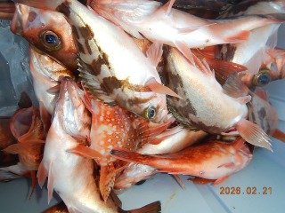 オキメバル(ウスメバル)