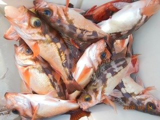 オキメバル(ウスメバル)