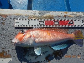 アマダイ(アカアマダイ)