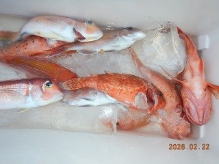 アマダイ(アカアマダイ)