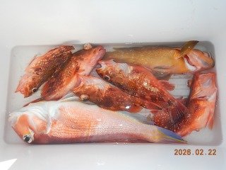 アマダイ(アカアマダイ)