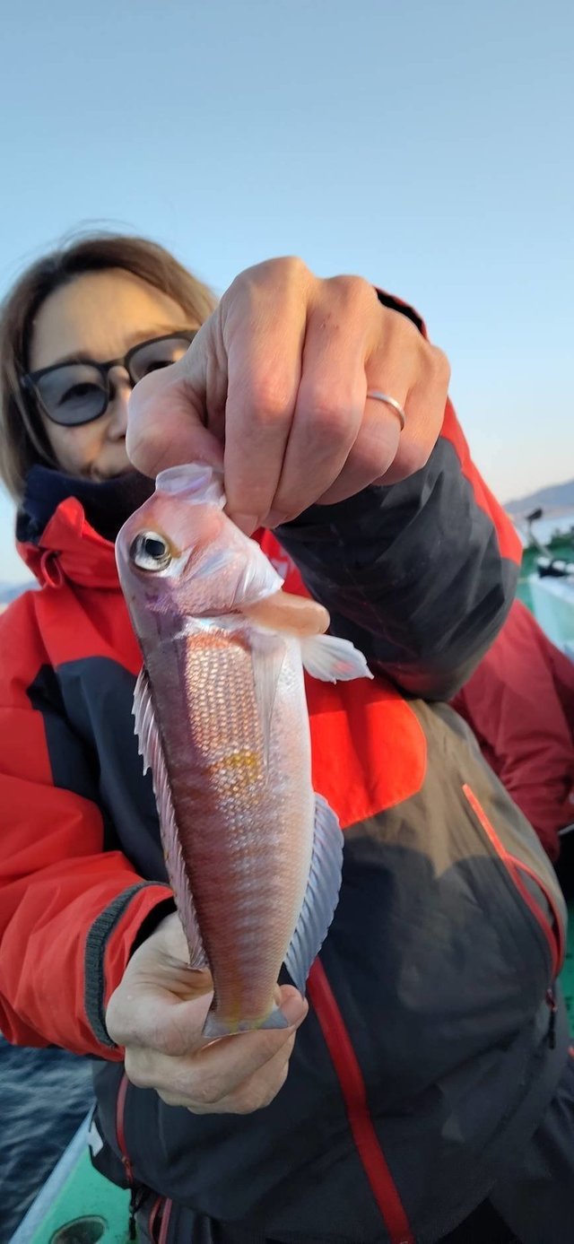 アマダイ(アカアマダイ)