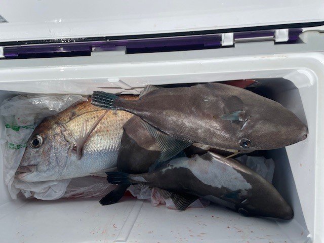 マダイ・ウマヅラ(ウマヅラハギ)