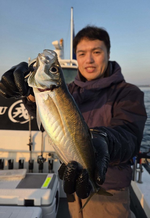 トツカアジ(マアジ)