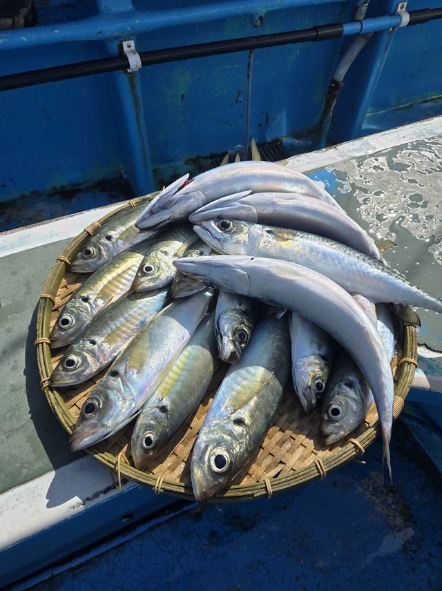 アジ(マアジ)・サバ(マサバ)