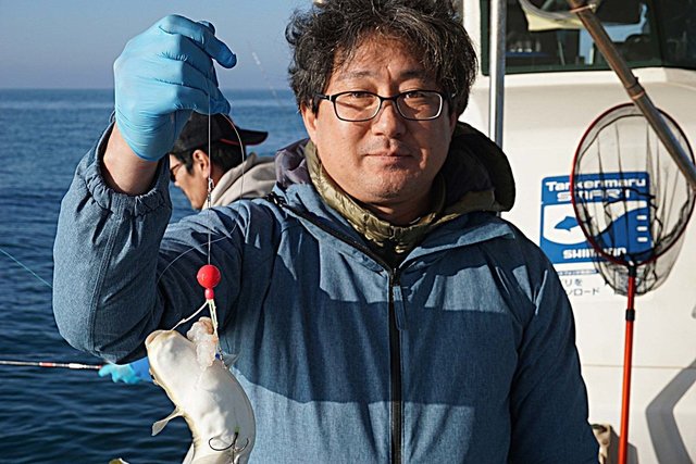 ショウサイフグ