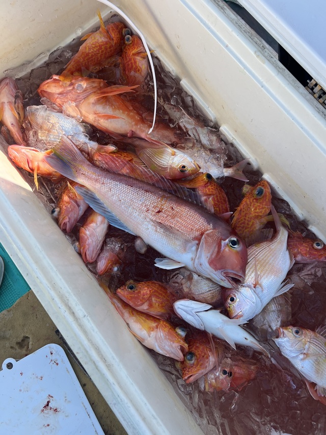 アマダイ(アカアマダイ)