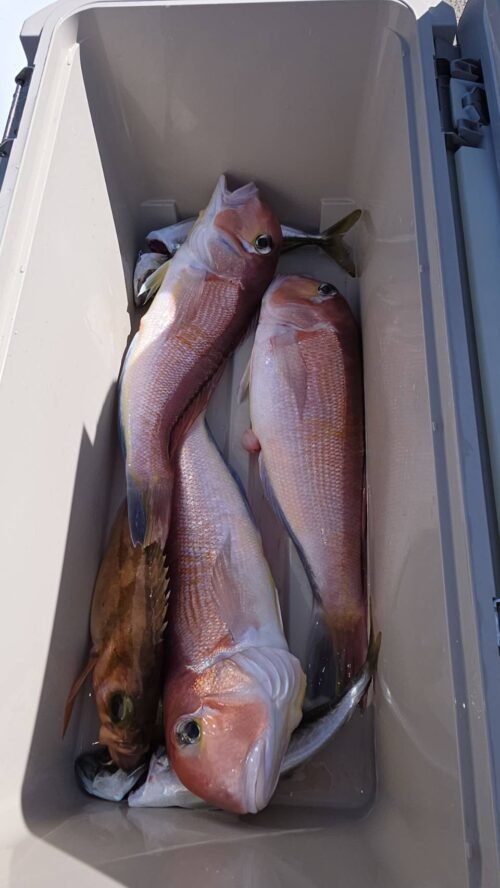 アマダイ(アカアマダイ)