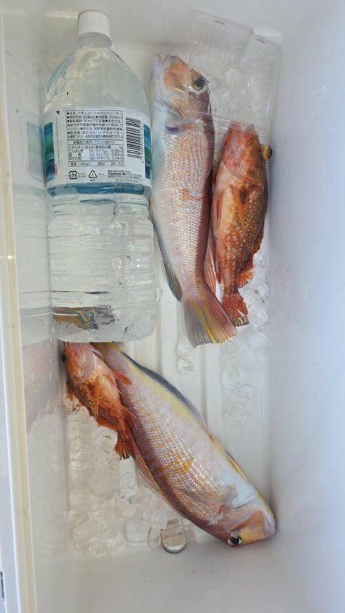 アマダイ(アカアマダイ)・カサゴ