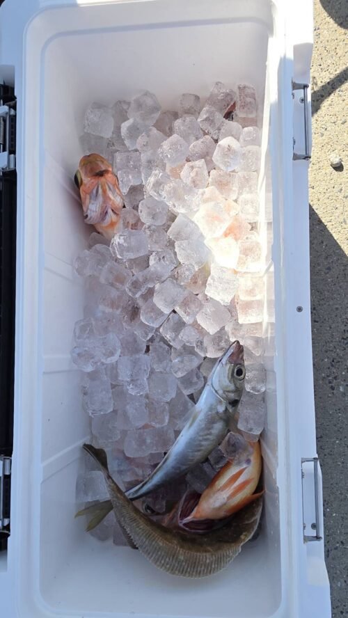 アジ(マアジ)・オキメバル(ウスメバル)