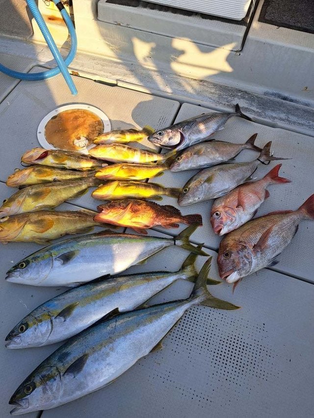 マダイ・アオハタ・ヒラマサ・カサゴ・ネリゴ(カンパチ)・コシナガ