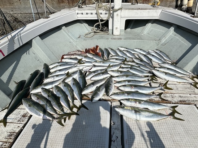 マダイ・イナダ(ブリ)・カサゴ・ホウボウ