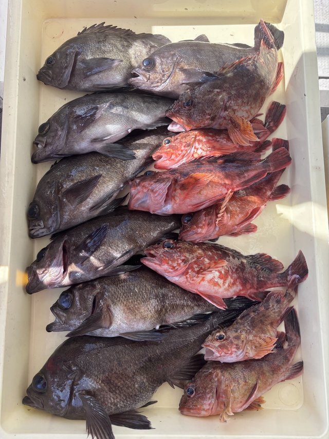 ガシラ(カサゴ)・メバル