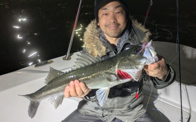 シーバス(スズキ)