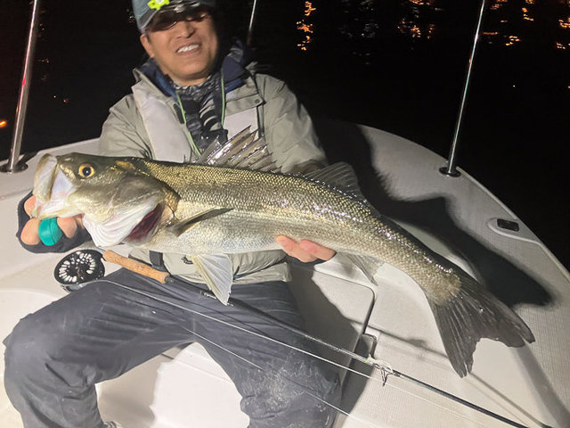 シーバス(スズキ)