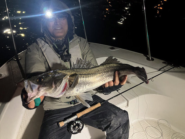 シーバス(スズキ)