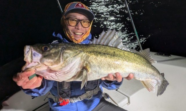 シーバス(スズキ)