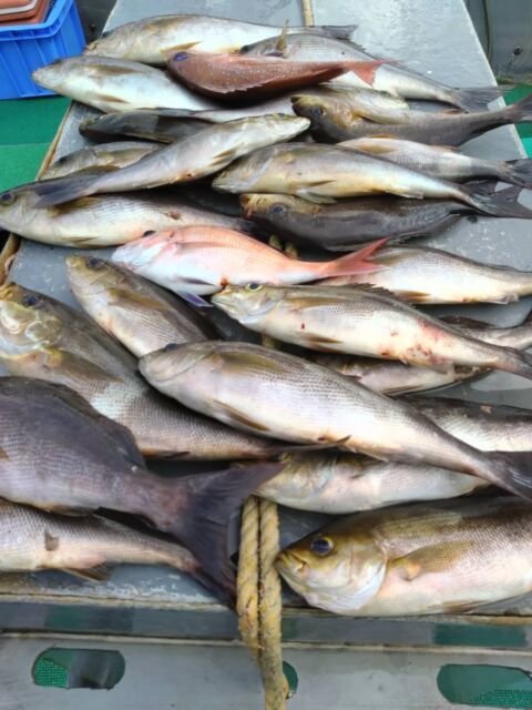 マダイ・イサキ