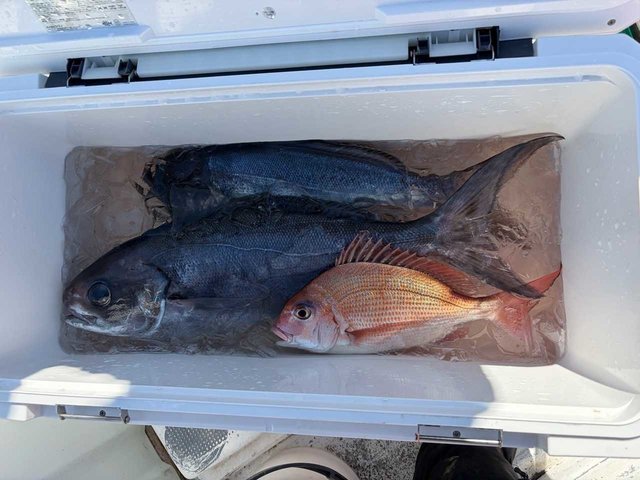 マダイ・メダイ