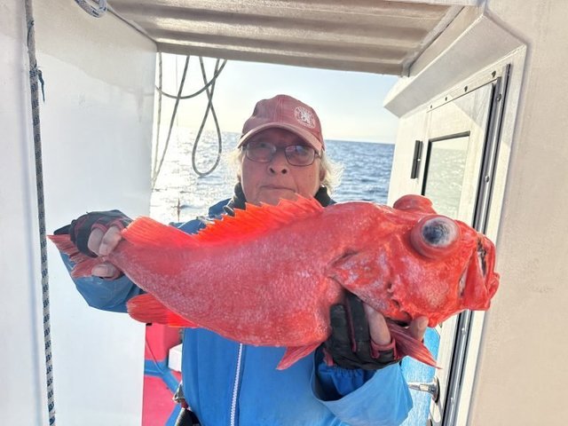 ベニアコウ(オオサガ)